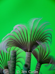 'Emerald Forest' - Social feather dusters shot in situ wi... by Jim Catlin 